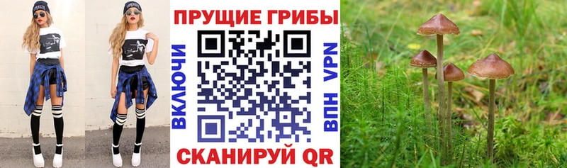 купить наркотик  Киренск  Псилоцибиновые грибы мицелий 